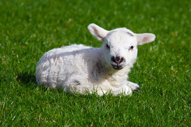 Would Ewe Rather Be a Lamb or a Lemming? - The Santa Barbara