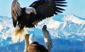 eagles_featured