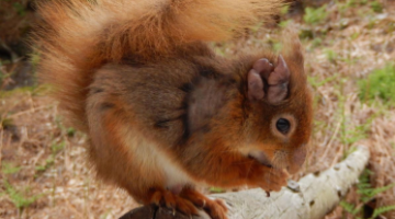 A Leprous Red Squirrel