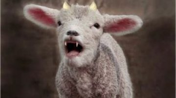 lamb with 2 horns